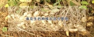 春花生的种植方法与管理,第1图