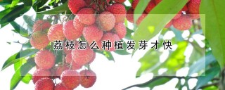 荔枝怎么种植发芽才快,第1图