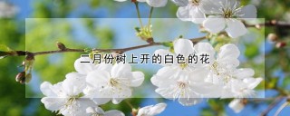 二月份树上开的白色的花,第1图