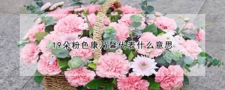 19朵粉色康乃馨代表什么意思,第1图