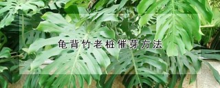 龟背竹老桩催芽方法,第1图