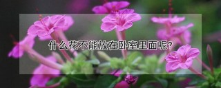 什么花不能放在卧室里面呢?,第1图