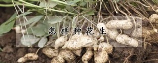 怎样种花生,第1图