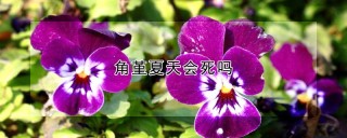 角堇夏天会死吗,第1图