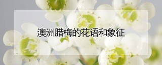 澳洲腊梅的花语和象征,第1图