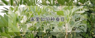 家里如何种蚕豆,第1图