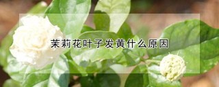 茉莉花叶子发黄什么原因,第1图