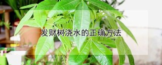 发财树浇水的正确方法,第1图