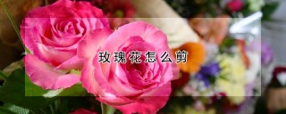 玫瑰花怎么剪,第1图