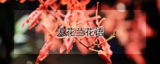 火花兰花语,第1图