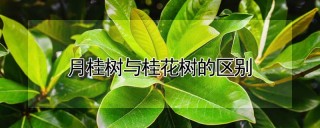 月桂树与桂花树的区别,第1图