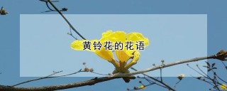 黄铃花的花语,第1图