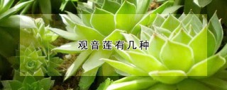 观音莲有几种,第1图