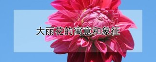 大丽花的寓意和象征,第1图