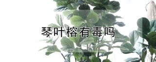 琴叶榕有毒吗,第1图