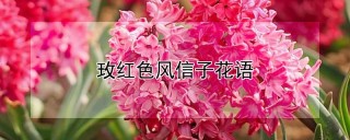 玫红色风信子花语,第1图