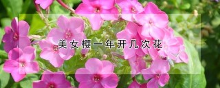 美女樱一年开几次花,第1图