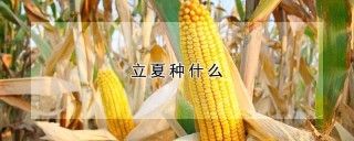 立夏种什么,第1图