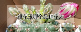 绯花玉哪个品种花大,第1图