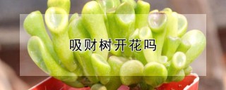 吸财树开花吗,第1图