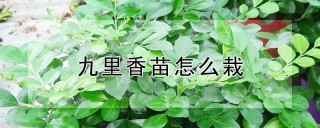 九里香苗怎么栽,第1图