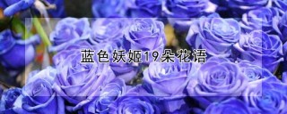 蓝色妖姬19朵花语,第1图