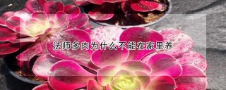 法师多肉为什么不能在家里养,第1图