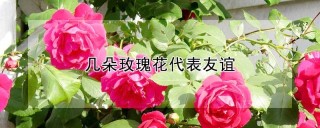 几朵玫瑰花代表友谊,第1图