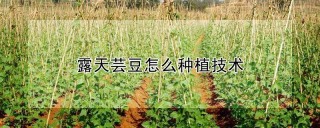 露天芸豆怎么种植技术,第1图