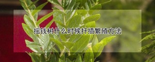 摇钱树什么时候扦插繁殖方法,第1图