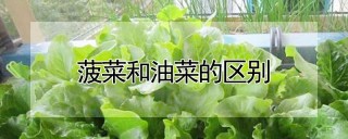 菠菜和油菜的区别,第1图