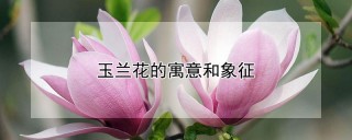 玉兰花的寓意和象征,第1图