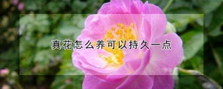 真花怎么养可以持久一点,第1图