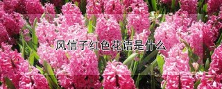 风信子红色花语是什么,第1图