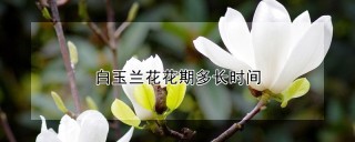 白玉兰花花期多长时间,第1图