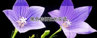 黑色桔梗花的花语,第1图