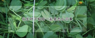 花生叶子粘在一起是怎么回事,第1图