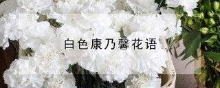 白色康乃馨花语,第1图