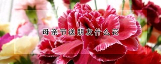 母亲节送朋友什么花,第1图