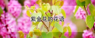 紫金花的花语,第1图