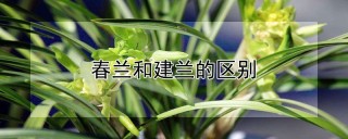 春兰和建兰的区别,第1图