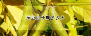 黄豆生长期多少天,第1图