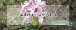 瑞香叶子下垂怎么补救,第1图