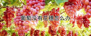 葡萄没有花穗怎么办,第1图