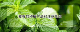 藿香的种植方法和注意事项,第1图