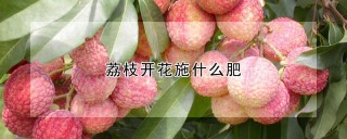 荔枝开花施什么肥,第1图