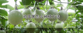 鸡蛋果怎么种植方法,第1图