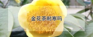 金花茶耐寒吗,第1图