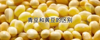 青豆和黄豆的区别,第1图