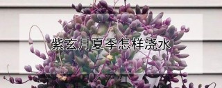 紫玄月夏季怎样浇水,第1图